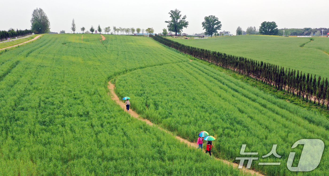 (안성=뉴스1) 김영운 기자 = 완연한 봄날씨를 보인 27일 경기 안성시 공도읍 안성팜랜드 호밀밭에서 봄 나들이를 나온 시민들이 추억을 남기고 있다. 2026.4.27/뉴스1