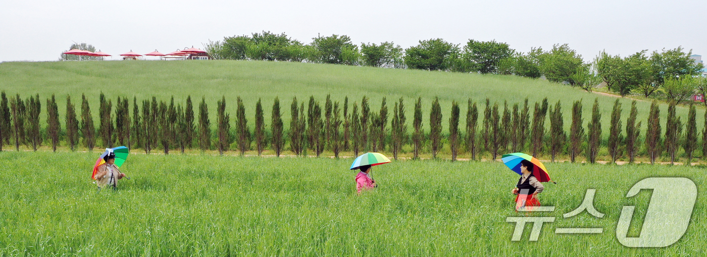 (안성=뉴스1) 김영운 기자 = 완연한 봄날씨를 보인 27일 경기 안성시 공도읍 안성팜랜드 호밀밭에서 봄 나들이를 나온 시민들이 추억을 남기고 있다. 2026.4.27/뉴스1