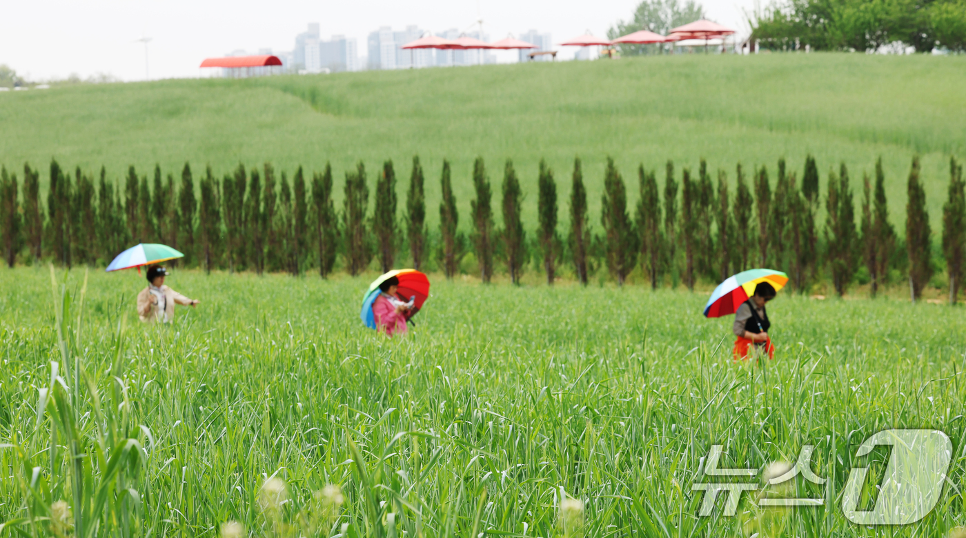 (안성=뉴스1) 김영운 기자 = 완연한 봄날씨를 보인 27일 경기 안성시 공도읍 안성팜랜드 호밀밭에서 봄 나들이를 나온 시민들이 추억을 남기고 있다. 2026.4.27/뉴스1