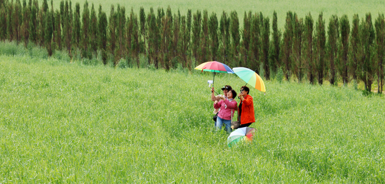 안성팜랜드 호밀밭 찾은 시민들