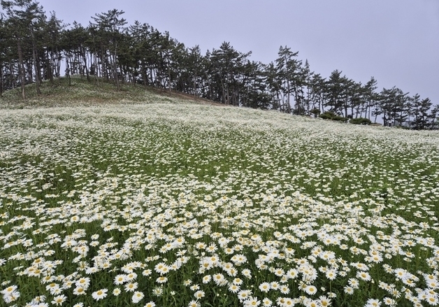 신안 샤스타데이지 축제 5월 15~17일 장산도 '화이트정원'
