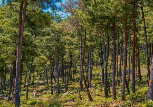 산림청, 제3의 국립 수목장림 공모…경기·전라·경상·제주권역