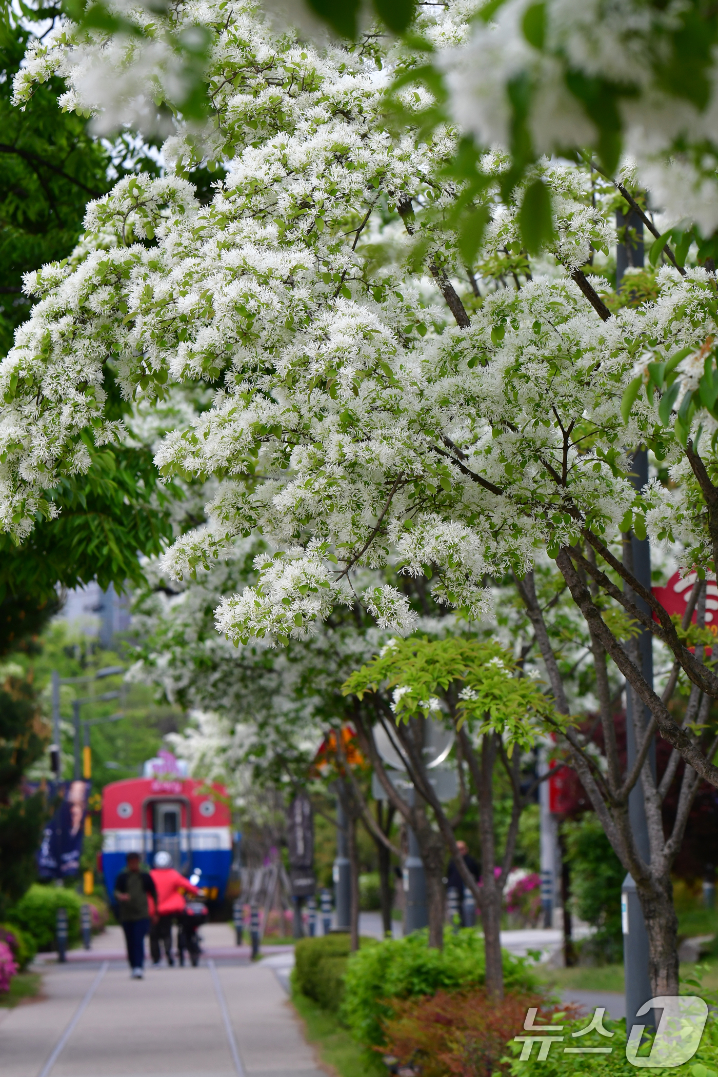 (포항=뉴스1) 최창호 기자 = 28일 경북 포항시 남구 대잠동 철길 숲에서 이팝나무가 만개해 시민들의 눈길을 사로잡고 있다. 2026.4.28/뉴스1