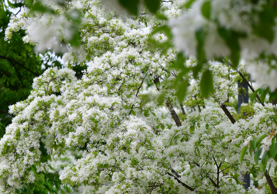 만개한 이팝나무