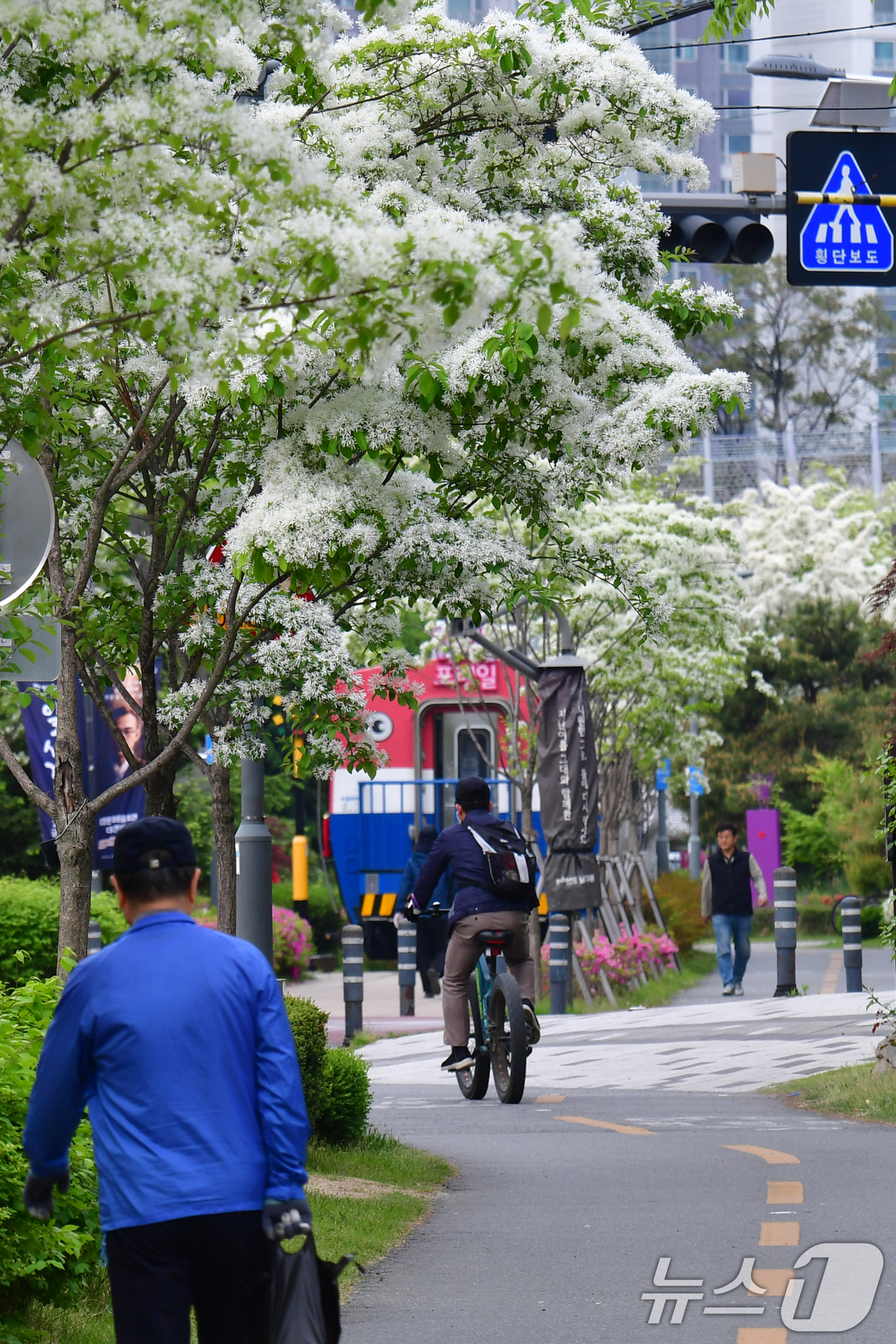 (포항=뉴스1) 최창호 기자 = 28일 경북 포항시 남구 대잠동 철길 숲에서 이팝나무가 만개해 시민들의 눈길을 사로잡고 있다. 2026.4.28/뉴스1