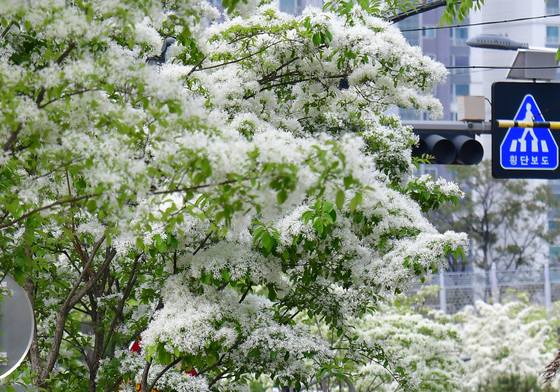 햐안 꽃이 예쁜 이팝나무