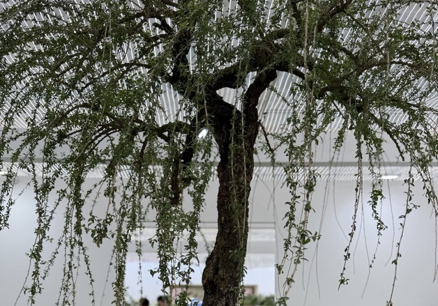 100년 된 구기자나무·날마다 바뀌는 꽃 색상…태안박람회장에 전시