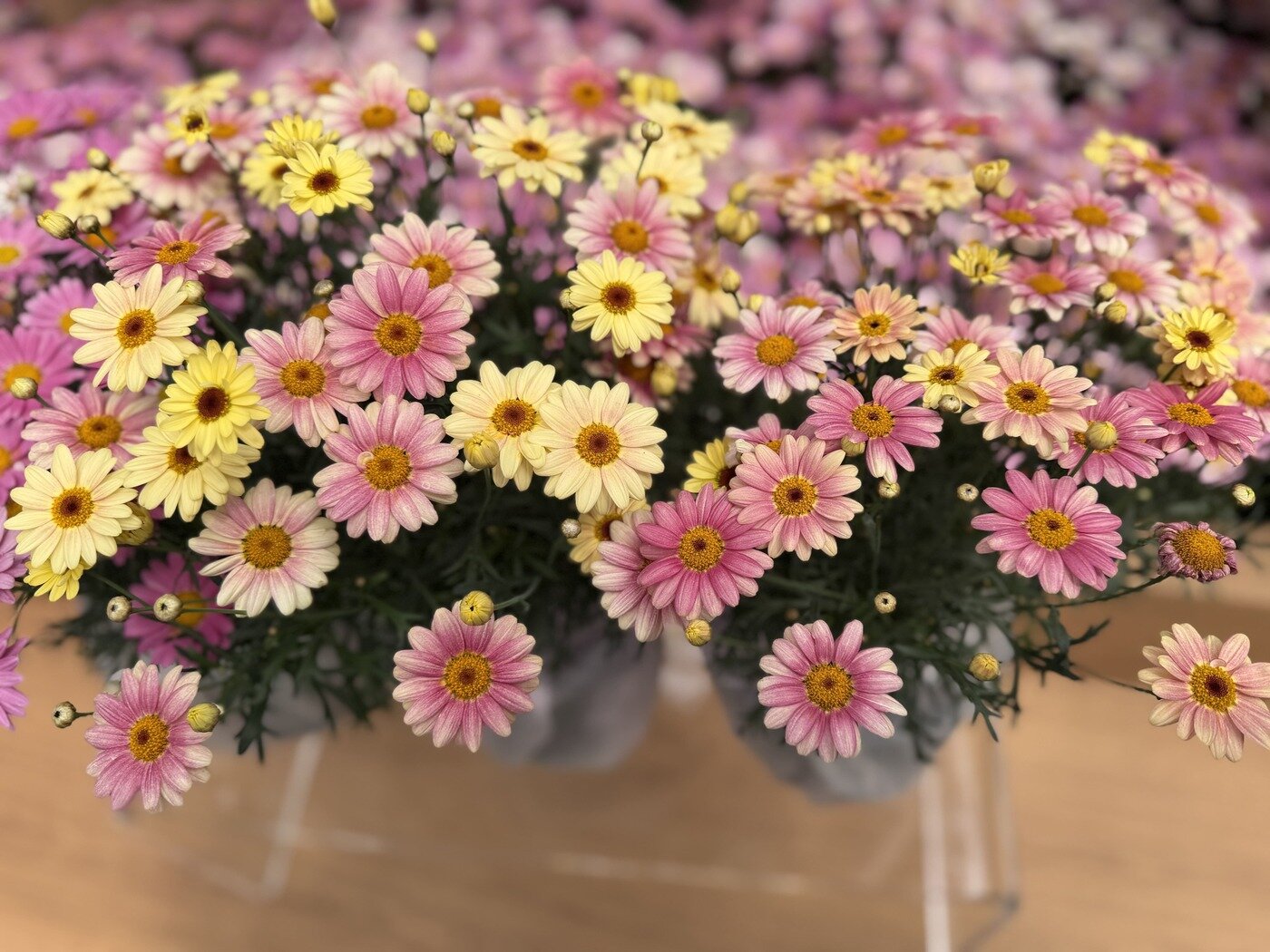 본문 이미지 - YTT(태안박람회 조직위 제공. 재판매 및 DB금지)/뉴스1 