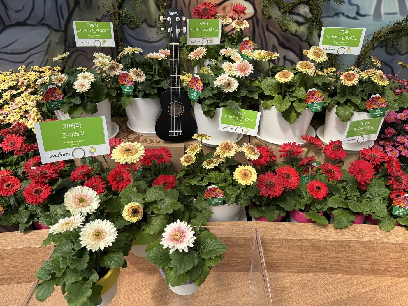 본문 이미지 - 조이베라(태안박람회 조직위 제공. 재판매 및 DB금지)/뉴스1 