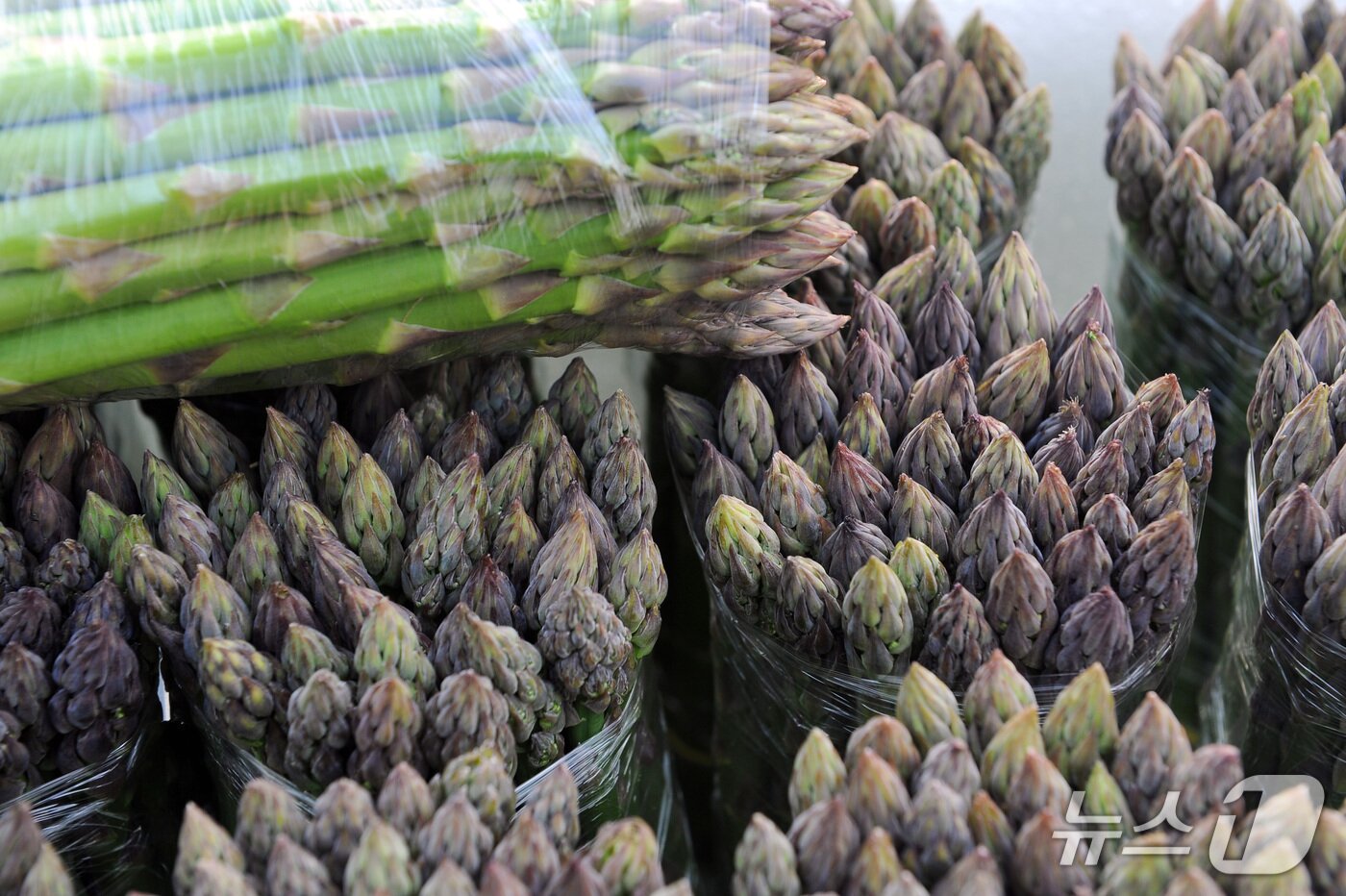본문 이미지 - 양구 아스파라거스.(양구군 제공. 재판매 및 DB금지)/뉴스1