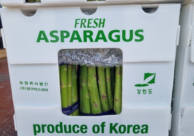 '양구 효자 작목 아스파라거스' 올해 223톤 생산, 21억 소득 기대