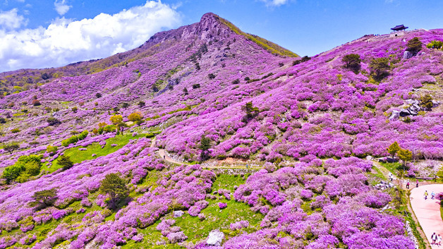 '산상화원' 산청황매산철쭉제 다음달 1~10일
