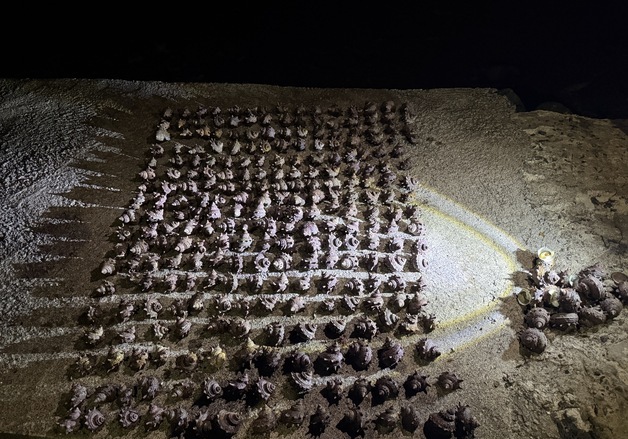 제주해경, 구명조끼 미착용 어선·소라 불법채취 여성 적발