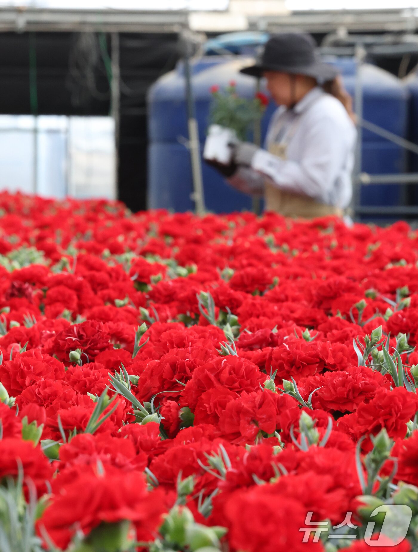 본문 이미지 - 5월 가정의 달을 사흘 앞둔 28일 경기 용인시 처인구 남사읍의 한 화훼농원에서 관계자가 카네이션 출하 준비를 하고 있다. 2026.4.28 ⓒ 뉴스1 김영운 기자