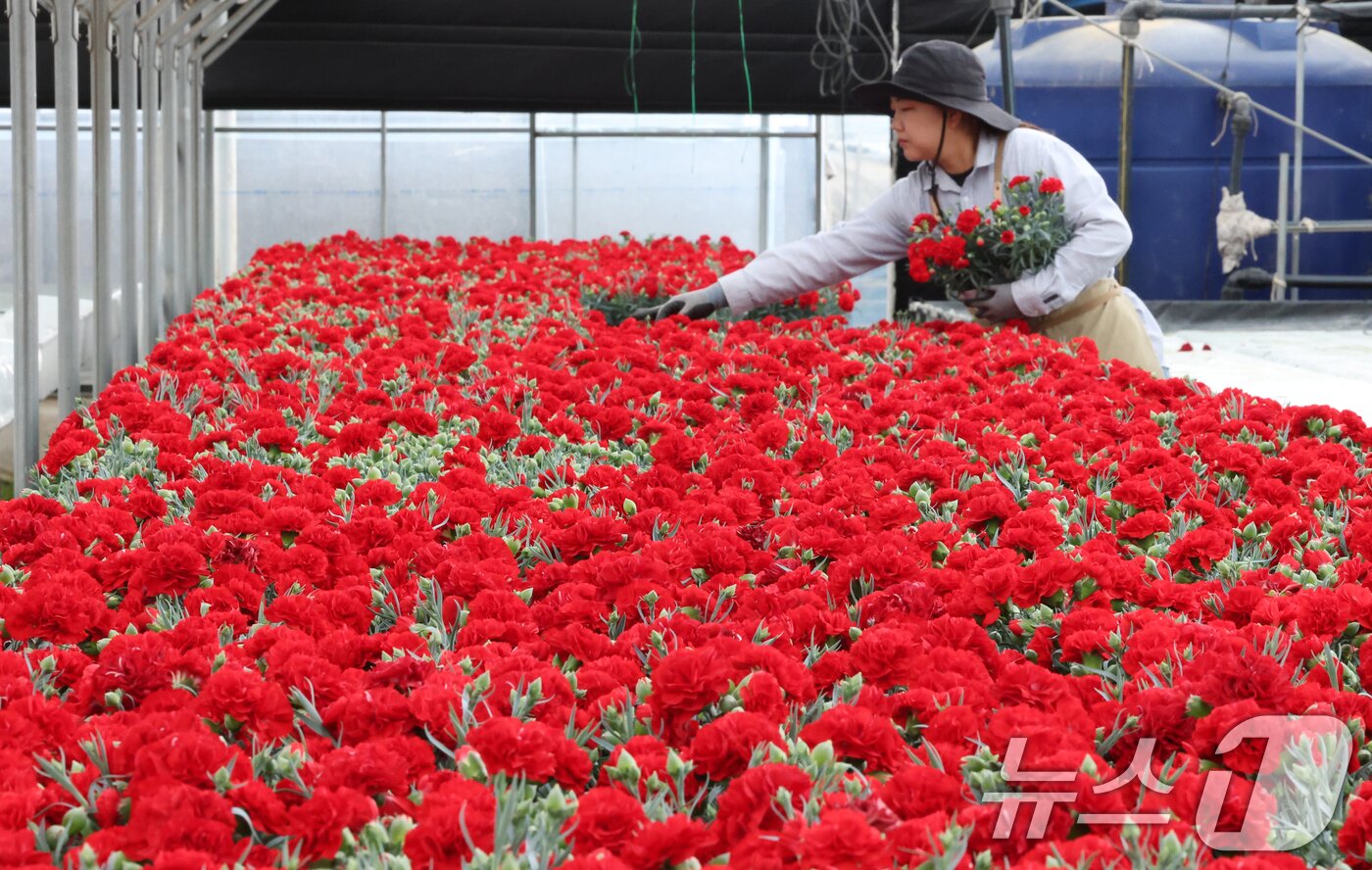 본문 이미지 - 5월 가정의 달을 사흘 앞둔 28일 경기 용인시 처인구 남사읍의 한 화훼농원에서 관계자가 카네이션 출하 준비를 하고 있다. 2026.4.28 ⓒ 뉴스1 김영운 기자
