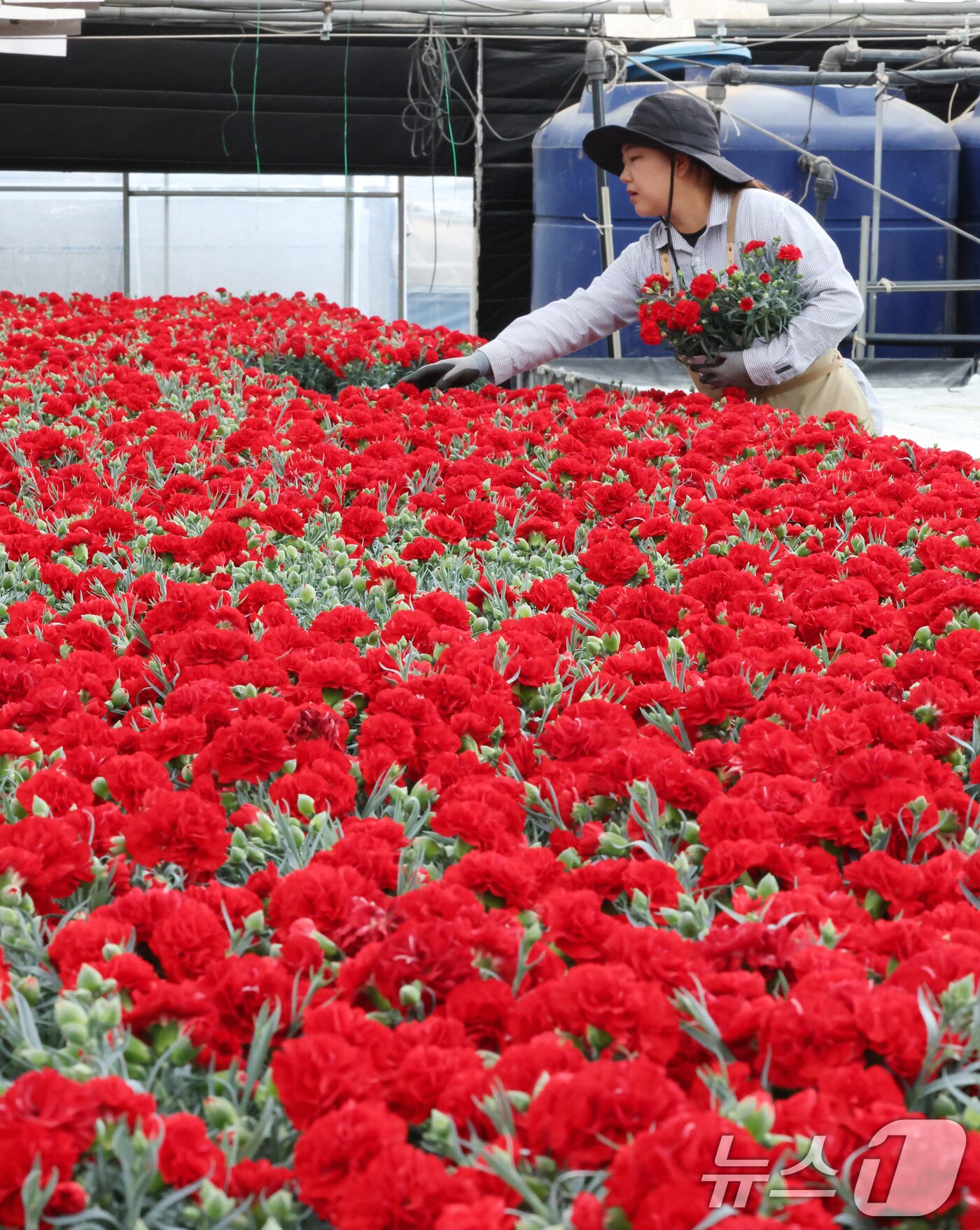 본문 이미지 - 5월 가정의 달을 사흘 앞둔 28일 경기 용인시 처인구 남사읍의 한 화훼농원에서 관계자가 카네이션 출하 준비를 하고 있다. 2026.4.28 ⓒ 뉴스1 김영운 기자