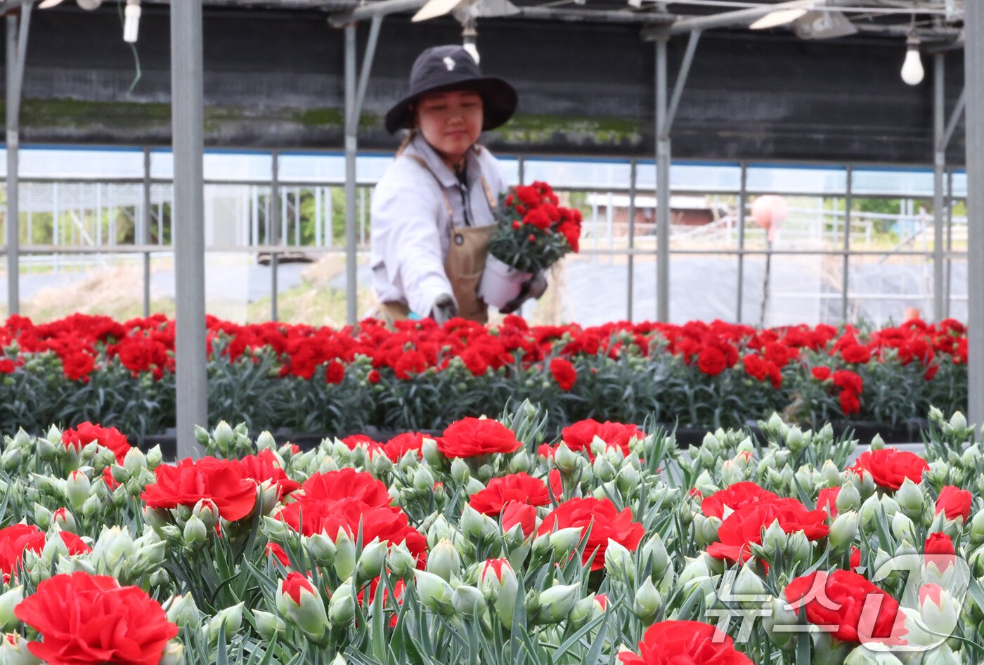 본문 이미지 - 5월 가정의 달을 사흘 앞둔 28일 경기 용인시 처인구 남사읍의 한 화훼농원에서 관계자가 카네이션 출하 준비를 하고 있다. 2026.4.28 ⓒ 뉴스1 김영운 기자