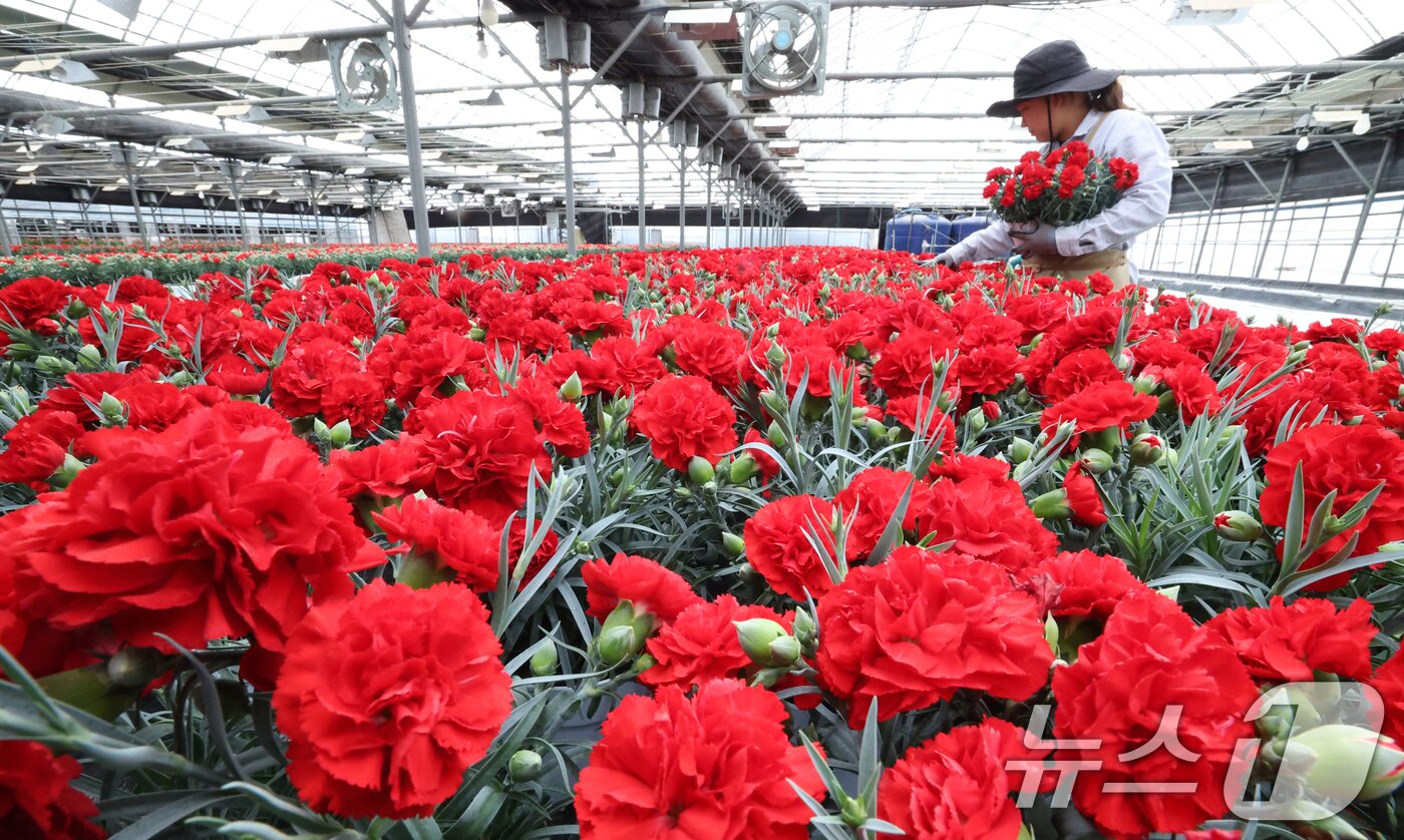 본문 이미지 - 5월 가정의 달을 사흘 앞둔 28일 경기 용인시 처인구 남사읍의 한 화훼농원에서 관계자가 카네이션 출하 준비를 하고 있다. 2026.4.28 ⓒ 뉴스1 김영운 기자