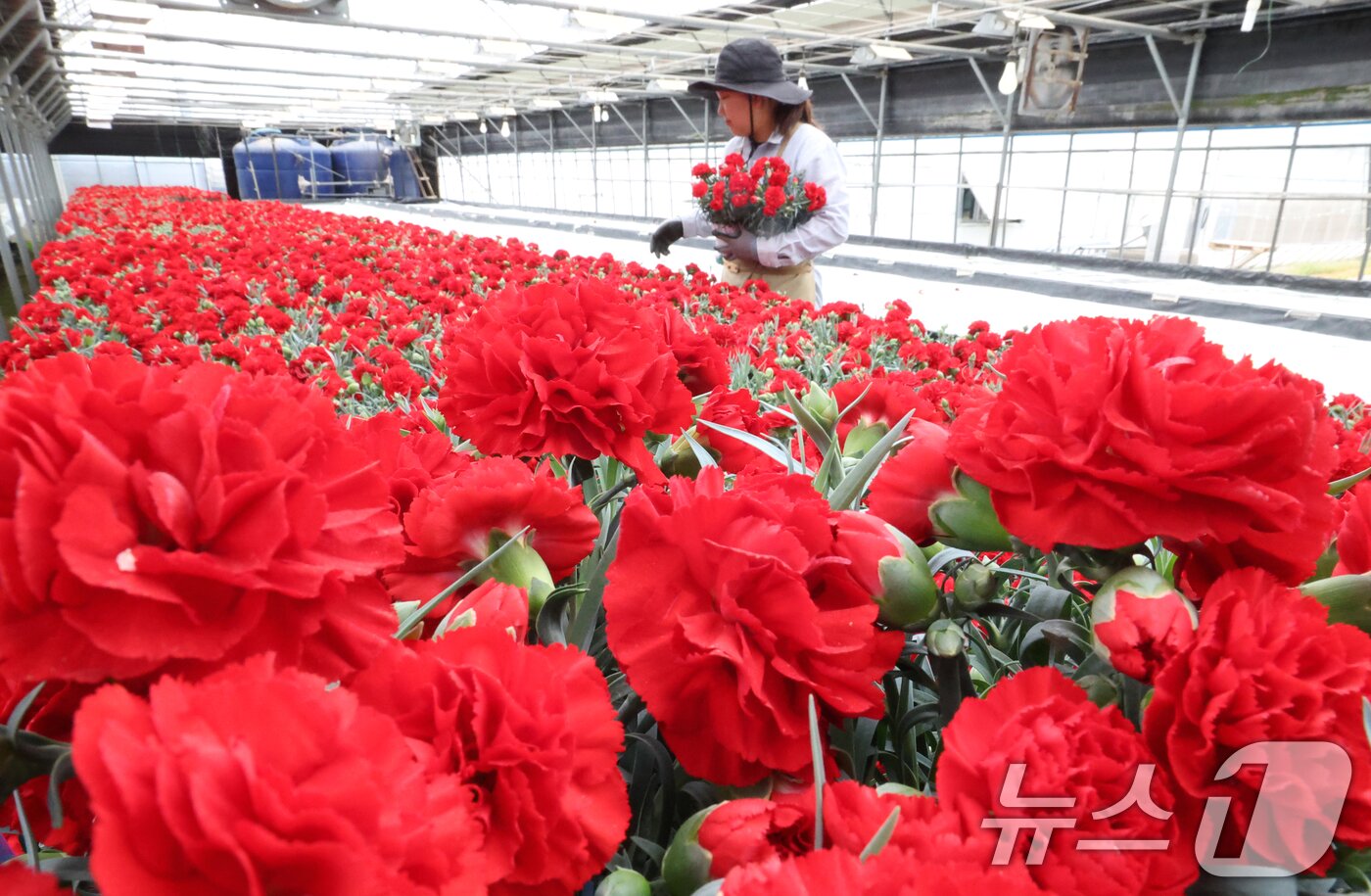 본문 이미지 - 5월 가정의 달을 사흘 앞둔 28일 경기 용인시 처인구 남사읍의 한 화훼농원에서 관계자가 카네이션 출하 준비를 하고 있다. 2026.4.28 ⓒ 뉴스1 김영운 기자