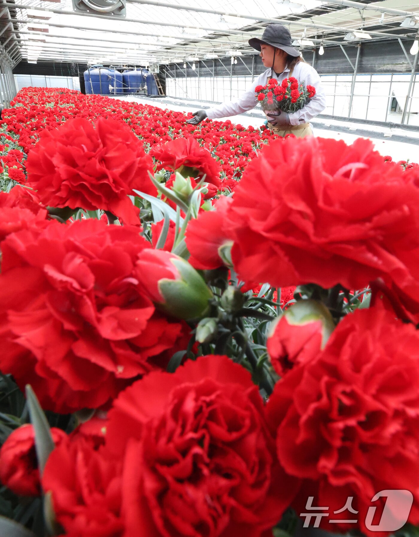 본문 이미지 - 5월 가정의 달을 사흘 앞둔 28일 경기 용인시 처인구 남사읍의 한 화훼농원에서 관계자가 카네이션 출하 준비를 하고 있다. 2026.4.28 ⓒ 뉴스1 김영운 기자
