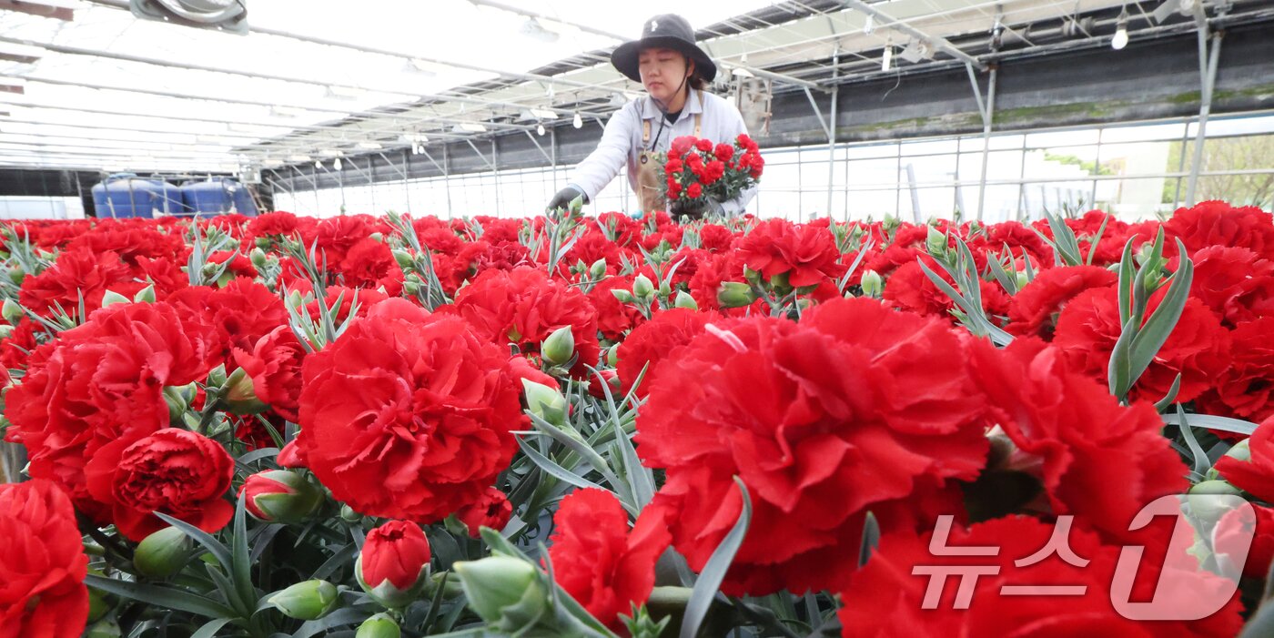본문 이미지 - 5월 가정의 달을 사흘 앞둔 28일 경기 용인시 처인구 남사읍의 한 화훼농원에서 관계자가 카네이션 출하 준비를 하고 있다. 2026.4.28 ⓒ 뉴스1 김영운 기자