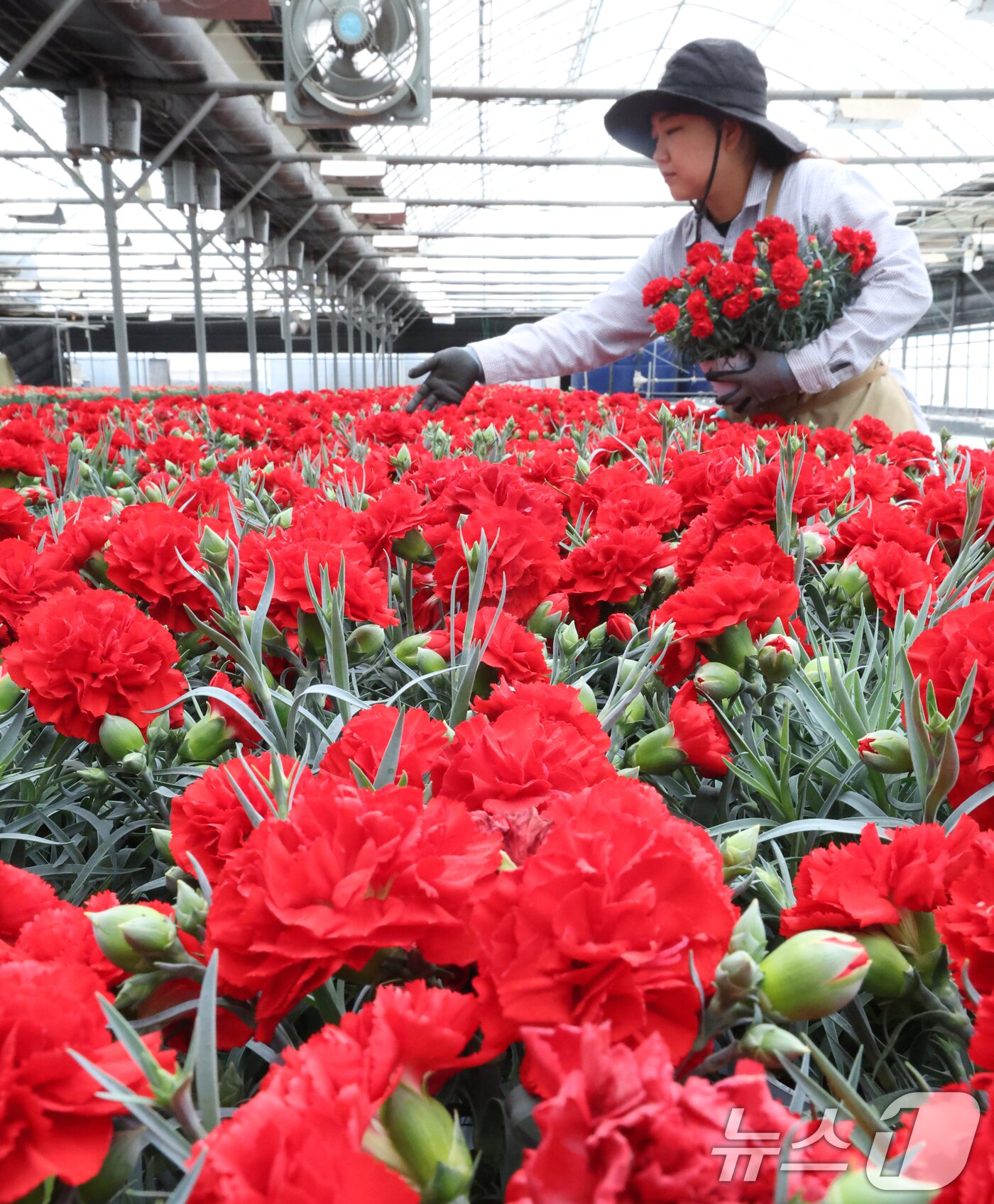 본문 이미지 - 5월 가정의 달을 사흘 앞둔 28일 경기 용인시 처인구 남사읍의 한 화훼농원에서 관계자가 카네이션 출하 준비를 하고 있다. 2026.4.28 ⓒ 뉴스1 김영운 기자