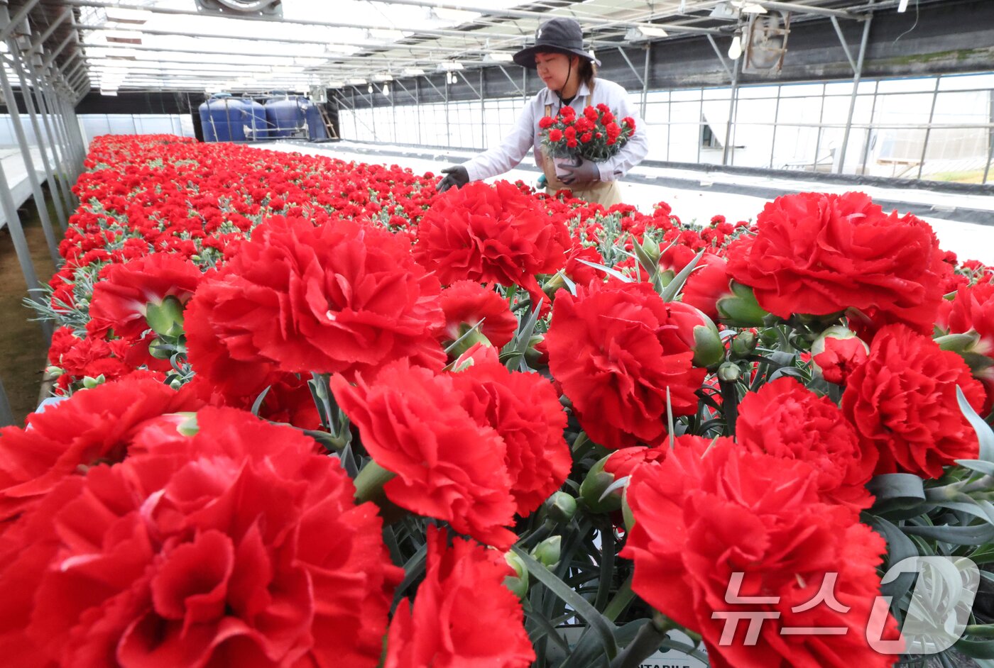 본문 이미지 - 5월 가정의 달을 사흘 앞둔 28일 경기 용인시 처인구 남사읍의 한 화훼농원에서 관계자가 카네이션 출하 준비를 하고 있다. 2026.4.28 ⓒ 뉴스1 김영운 기자