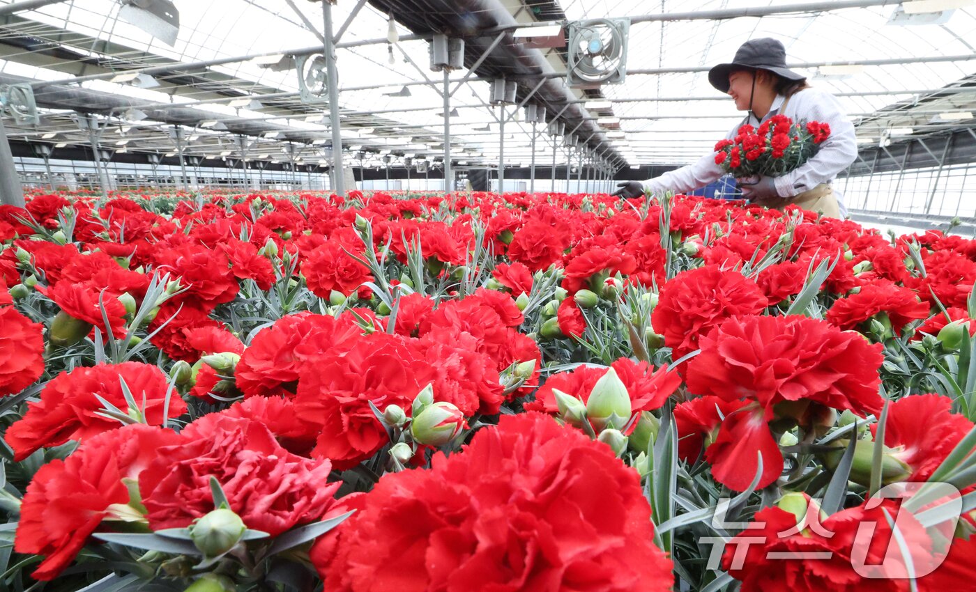 본문 이미지 - 5월 가정의 달을 사흘 앞둔 28일 경기 용인시 처인구 남사읍의 한 화훼농원에서 관계자가 카네이션 출하 준비를 하고 있다. 2026.4.28 ⓒ 뉴스1 김영운 기자