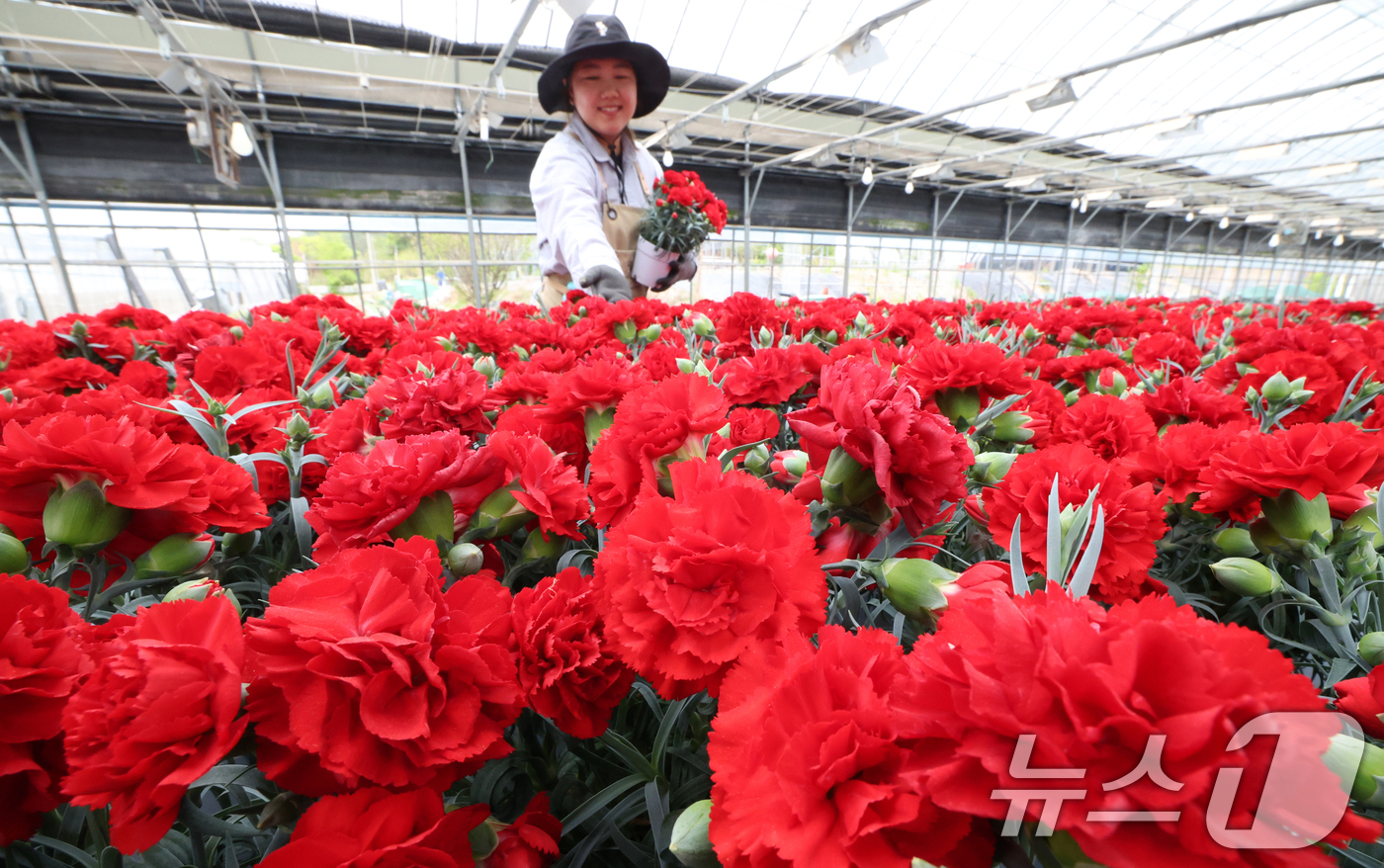 (용인=뉴스1) 김영운 기자 = 5월 가정의 달을 사흘 앞둔 28일 경기 용인시 처인구 남사읍의 한 화훼농원에서 관계자가 카네이션 출하 준비를 하고 있다. 2026.4.28/뉴스1 …