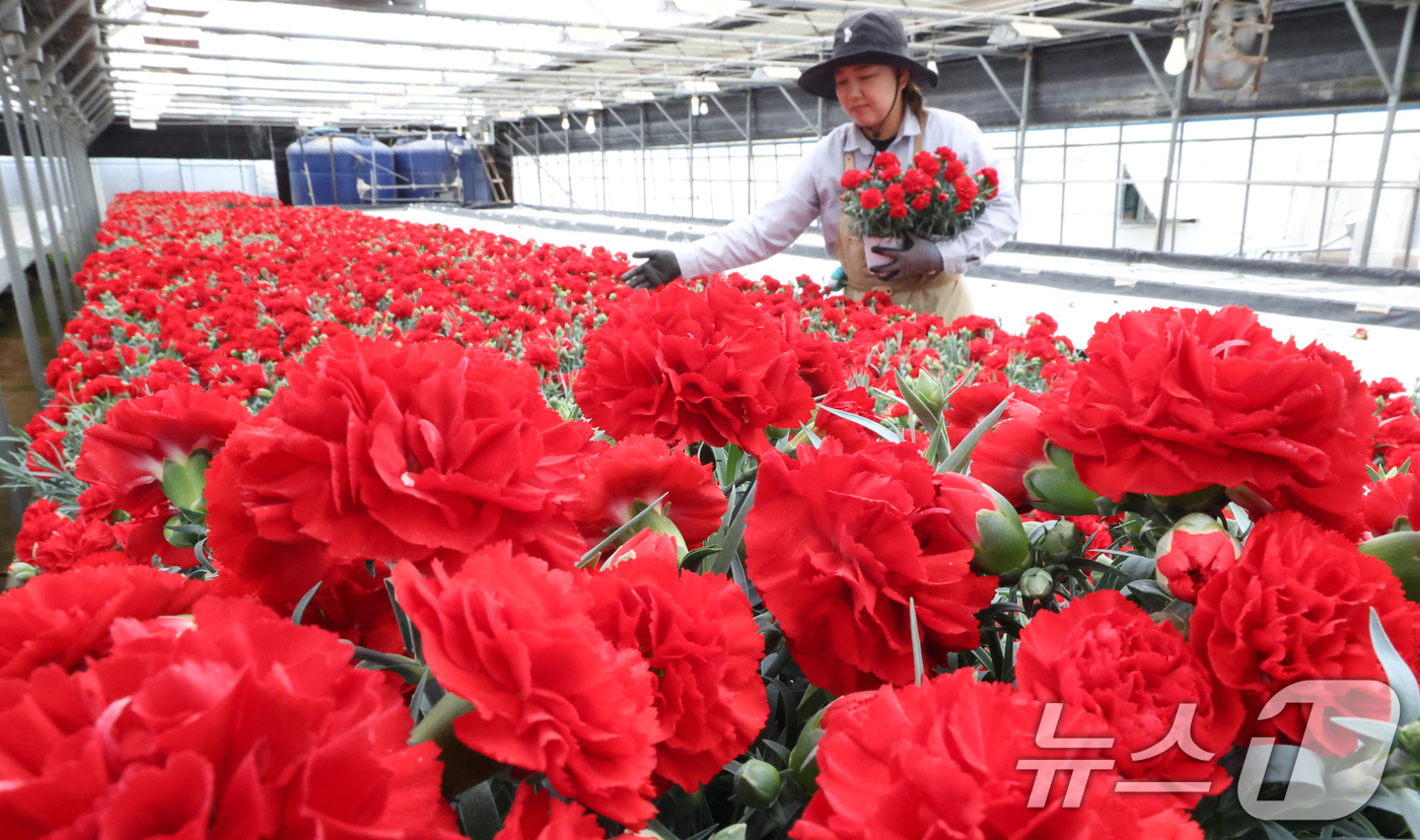 (용인=뉴스1) 김영운 기자 = 5월 가정의 달을 사흘 앞둔 28일 경기 용인시 처인구 남사읍의 한 화훼농원에서 관계자가 카네이션 출하 준비를 하고 있다. 2026.4.28/뉴스1 …