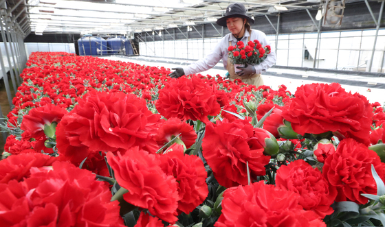 출하 앞둔 카네이션