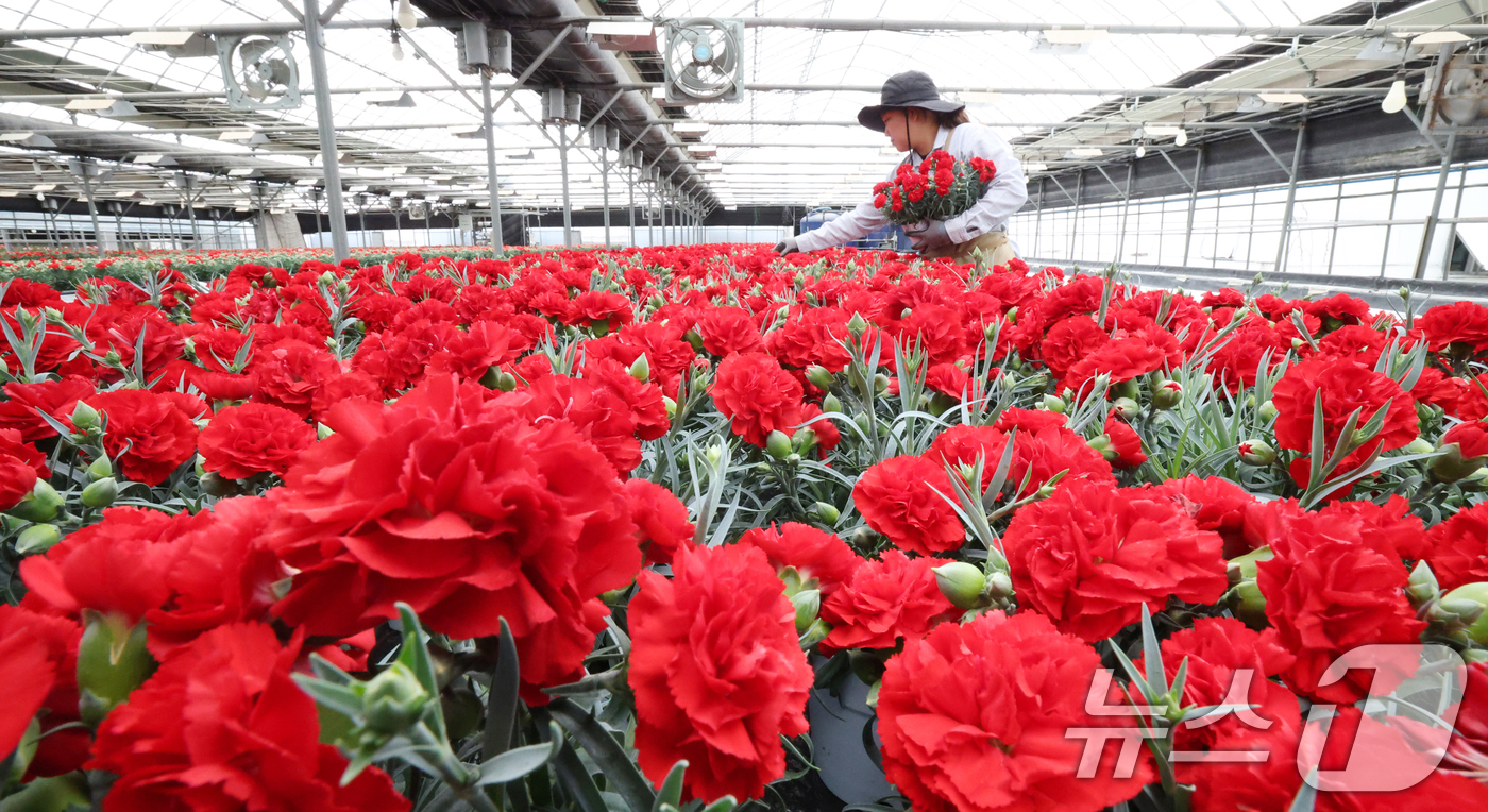 (용인=뉴스1) 김영운 기자 = 5월 가정의 달을 사흘 앞둔 28일 경기 용인시 처인구 남사읍의 한 화훼농원에서 관계자가 카네이션 출하 준비를 하고 있다. 2026.4.28/뉴스1 …