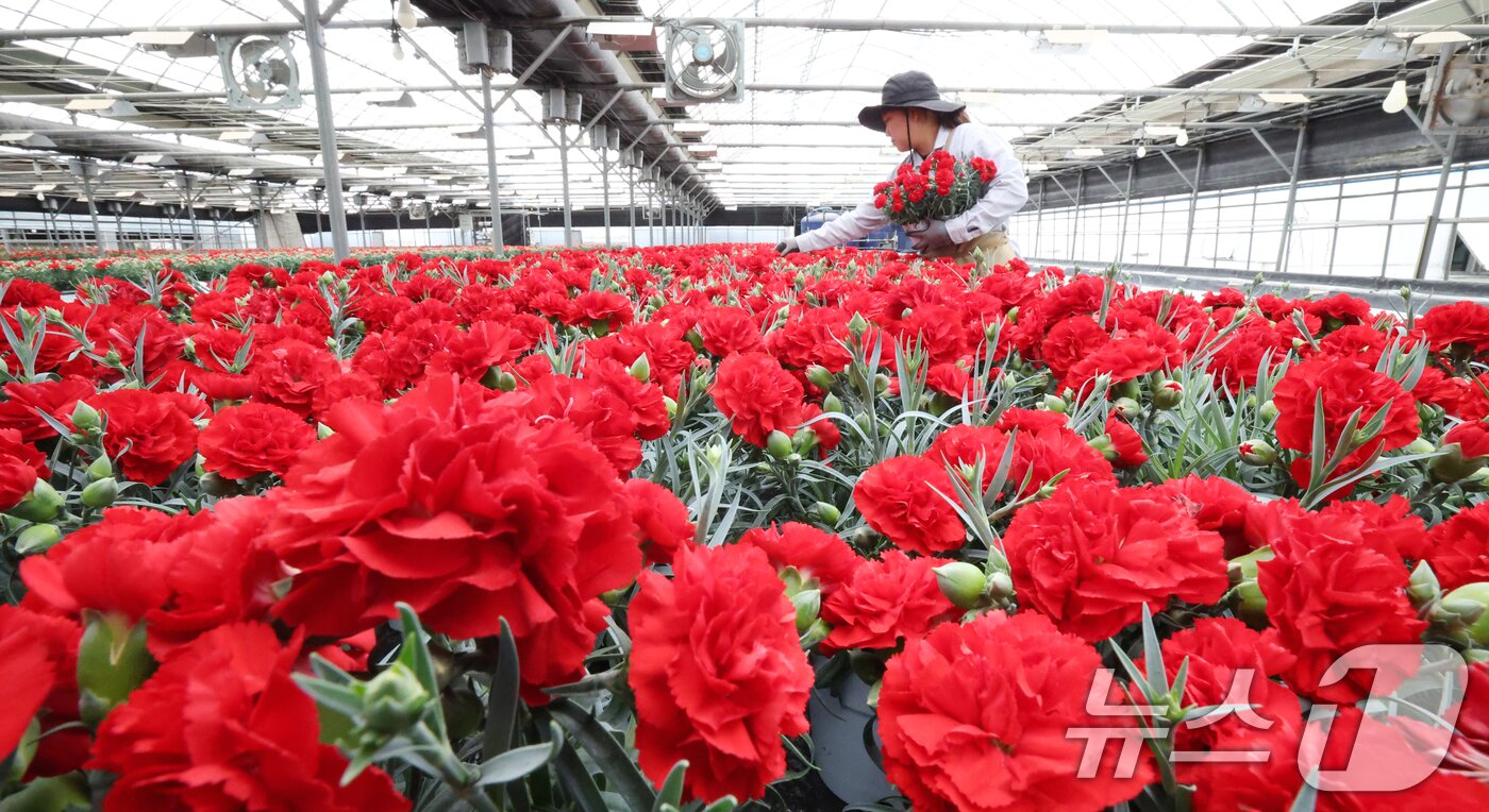 본문 이미지 - 5월 가정의 달을 사흘 앞둔 28일 경기 용인시 처인구 남사읍의 한 화훼농원에서 관계자가 카네이션 출하 준비를 하고 있다. 2026.4.28 ⓒ 뉴스1 김영운 기자