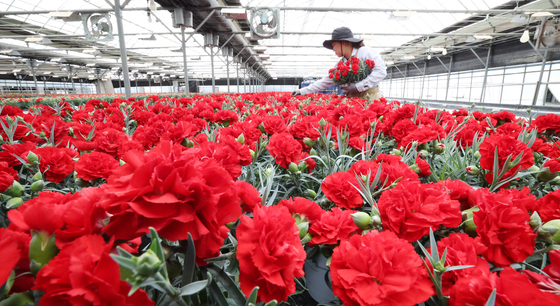 활짝 핀 카네이션