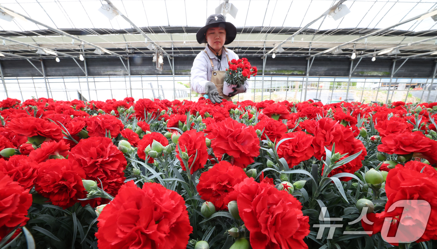 (용인=뉴스1) 김영운 기자 = 5월 가정의 달을 사흘 앞둔 28일 경기 용인시 처인구 남사읍의 한 화훼농원에서 관계자가 카네이션 출하 준비를 하고 있다. 2026.4.28/뉴스1 …