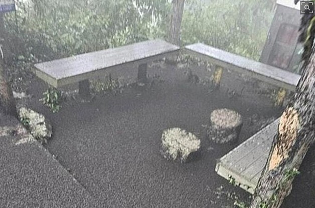 벌써 유충 드글드글…"박멸 불가 러브버그 '모기처럼 공존' 인정해야"