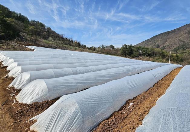 단양군, 노지수박 농가에 '부직포·활대' 지원…출하시기 앞당겨