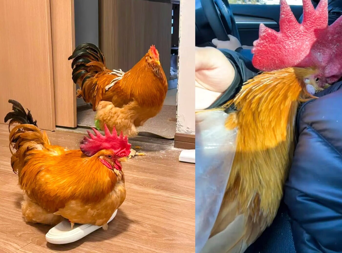 본문 이미지 - (SCMP 갈무리)