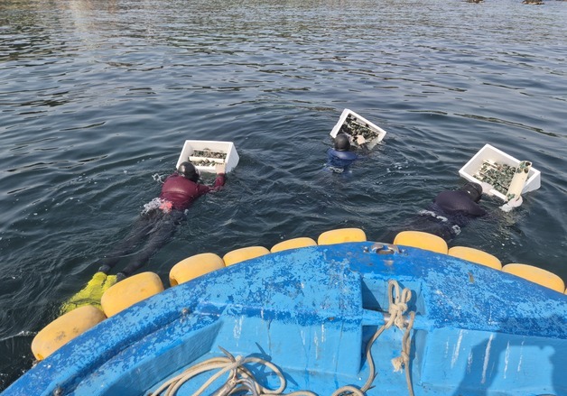 울산 북구 8개 마을어장에 전복 종자 35만 마리 방류