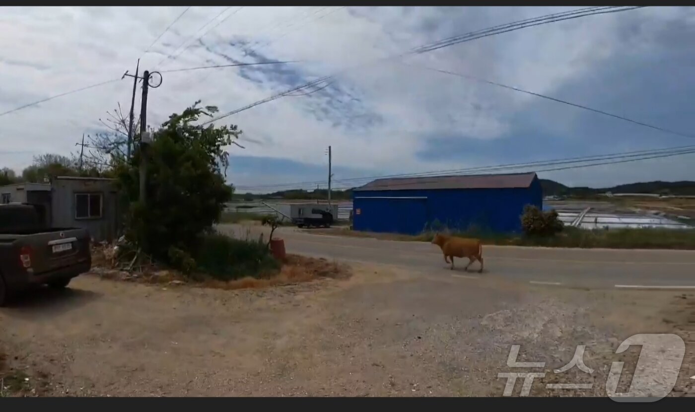 본문 이미지 - 28일 오전 전남 신안 한 농가를 탈출한 소가 도로를 뛰어다니는 모습.(사진=전남소방본부 제공. 재판매 및 DB 금지) 2026.4.28 2026.4.28 ⓒ 뉴스1 최성국 기자