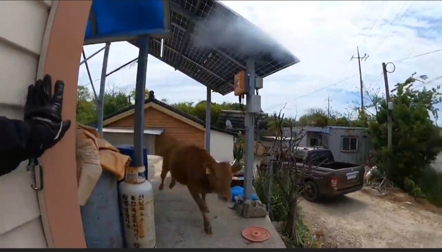 신안 축사에서 도망친 소…소방, 마취총 작전으로 무사 포획