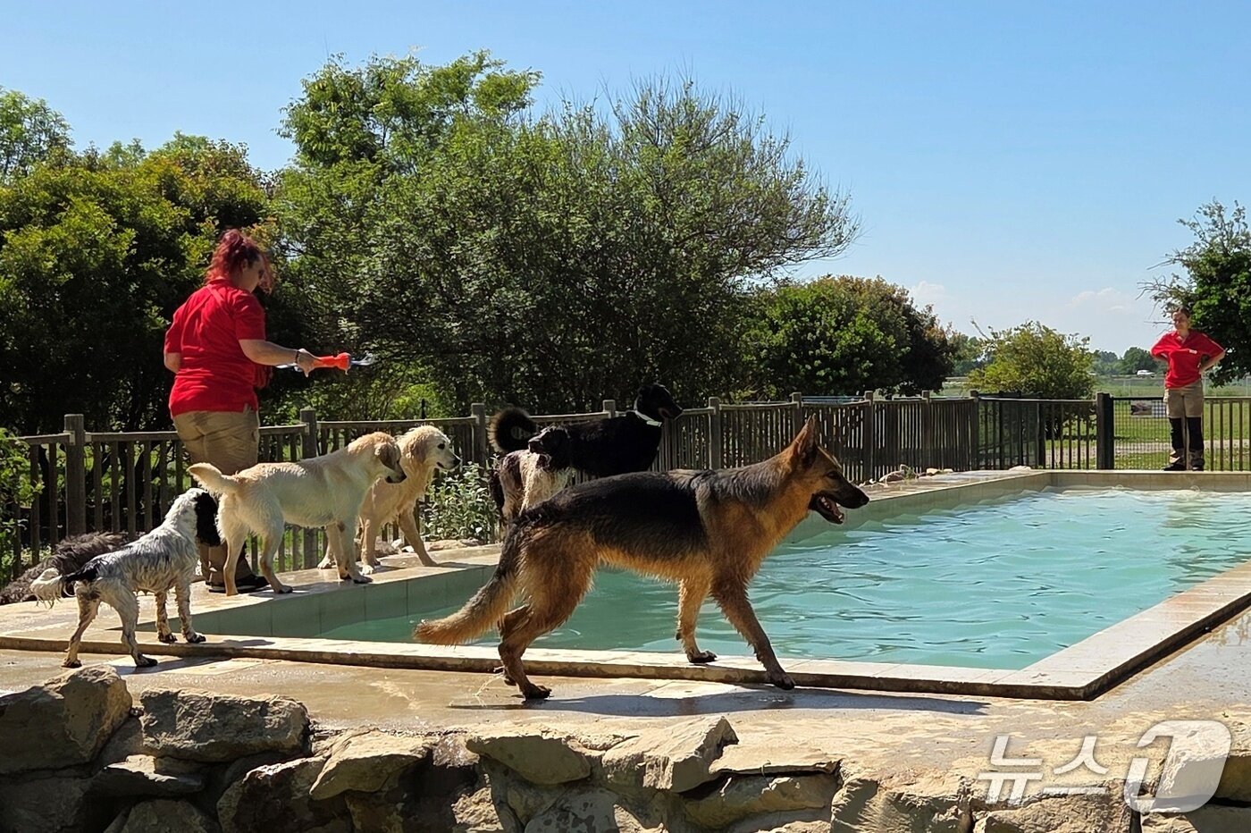 본문 이미지 - 로얄캐닌 펫센터에서 사료 소믈리에 개들을 돌보는 케어테이커 ⓒ 뉴스1