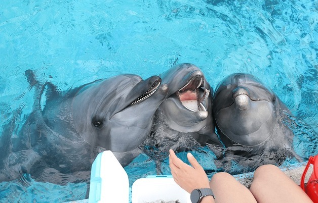 거제씨월드 돌고래 또 폐사…개장 이후 16마리 숨져
