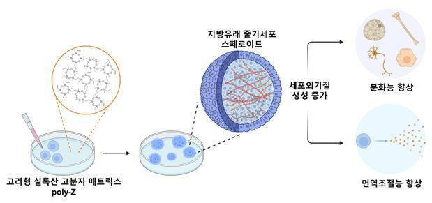 "'재생의학 핵심' 줄기세포, 몸속 환경처럼 키운다"…치료 효과↑