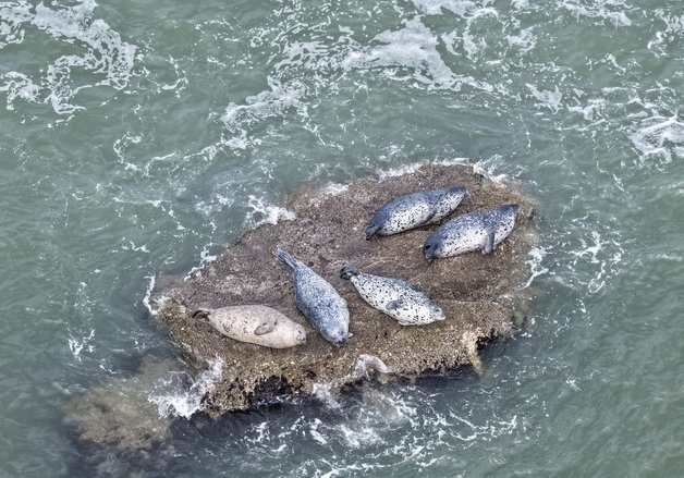 인천 서해 3도서 점박이물범 148마리 확인…백령도 집중