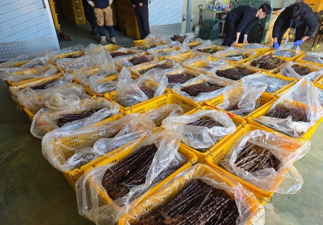 농림축산검역본부, 중국산 사과묘목 63만 주 밀수 일당 16명 적발