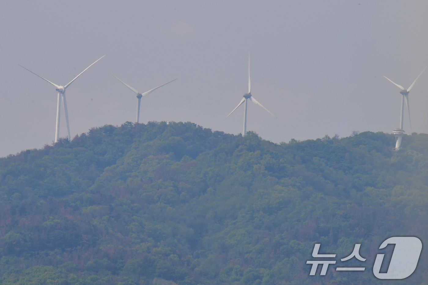 (포항=뉴스1) 최창호 기자 = 29일 경북 포항시 남구 연일읍 산 주변이 바람에 날려온 송화가루에 덮여있다.  2026.4.29/뉴스1
