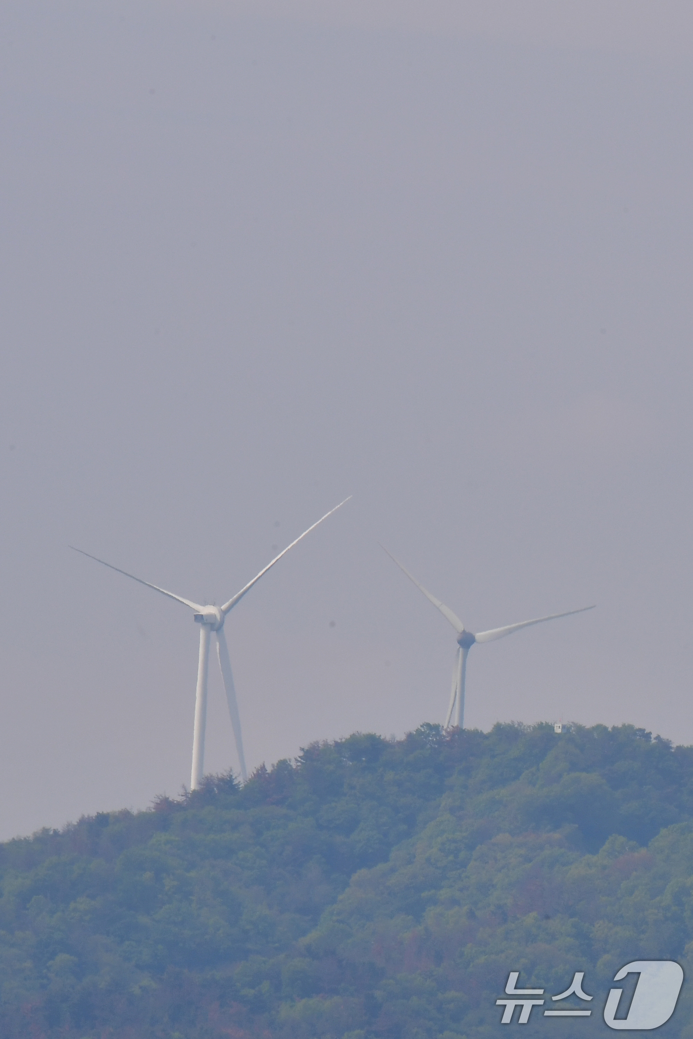 (포항=뉴스1) 최창호 기자 = 29일 경북 포항시 남구 연일읍 산 주변이 바람에 날려온 송화가루에 덮여있다. 2026.4.29/뉴스1