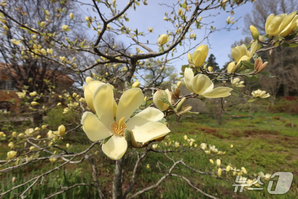 본문 이미지 - 천리포수목원에 만개한 목련 맥신 메릴. 926분류군의 목련을 보유한 천리포수목원에서는 5월 말까지 다양한 종류의 목련이 만개한다.(수목원 제공. 재판매 및 DB금지)2026.4.29/뉴스1