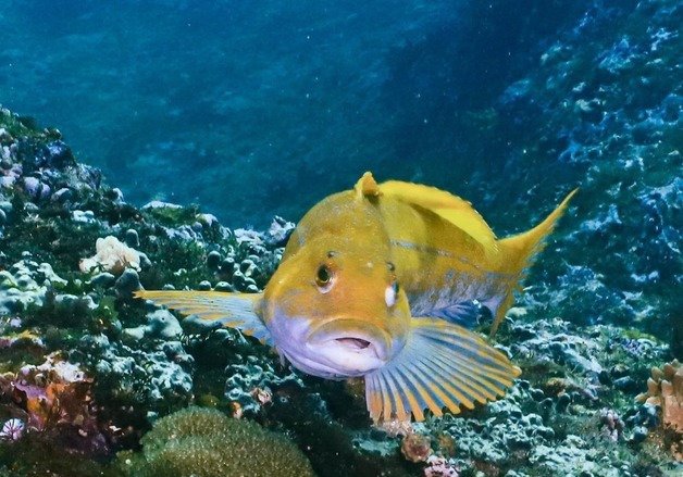 수산자원공단 "기장군에 6월까지 쥐노래미 11만 마리 방류"